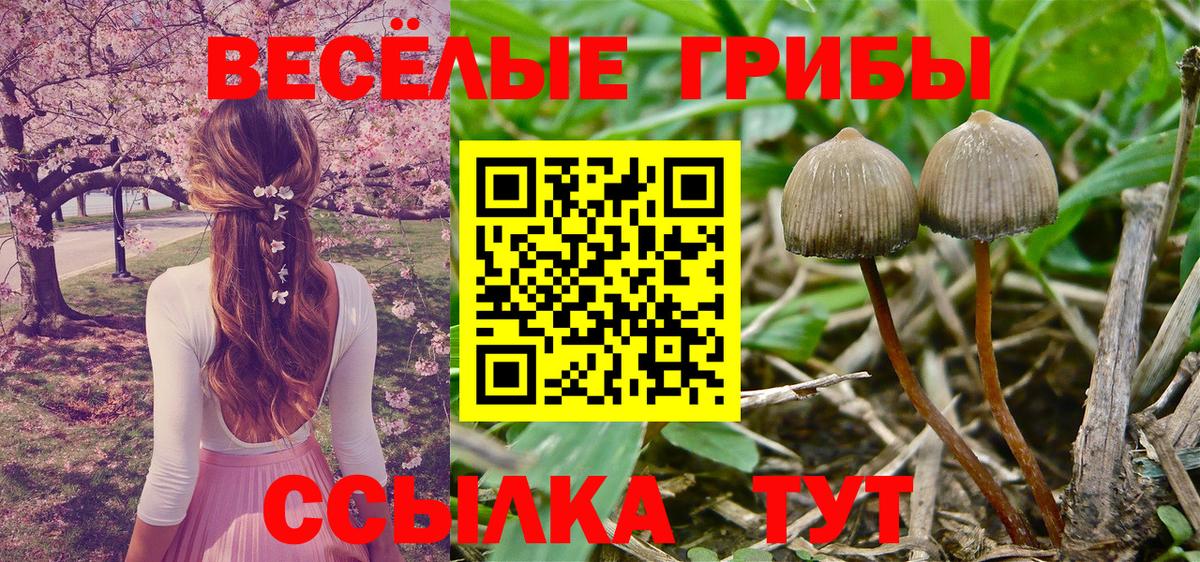 Псилоцибиновые грибы прущие грибы  Вход с VPN  Знаменск 